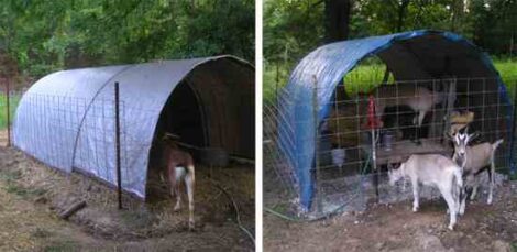 Basic Goat Shelters for Your Homestead Dairy Herd Image
